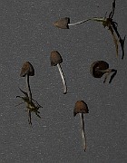 IMG_0568