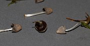 IMG_0572