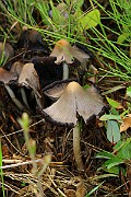 IMG_0429