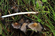 IMG_0431