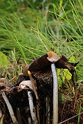 IMG_0434