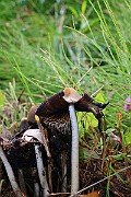 IMG_0435