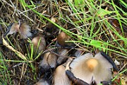 IMG_0438