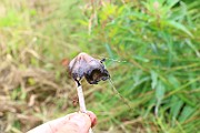 IMG_0440
