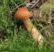 IMG_0046