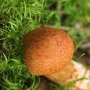IMG_0050