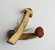 IMG_0066