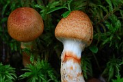 IMG_1199