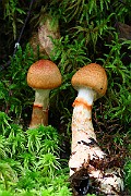 IMG_1202