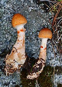 IMG_1203