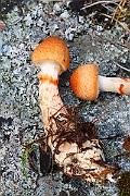 IMG_1204