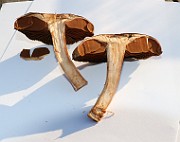 IMG_1459