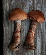 IMG_3806