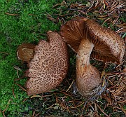 IMG_6231
