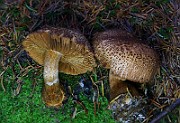 IMG_6234