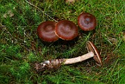 IMG_0876