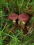 IMG_0878