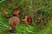 IMG_0882