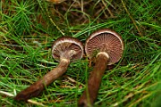 IMG_0883