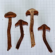 IMG_1052