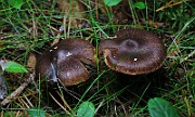 IMG_5896