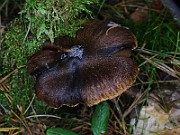 IMG_5897