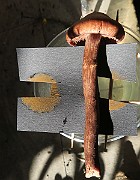 IMG_x0428