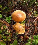 IMG_2717