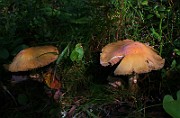IMG_5933