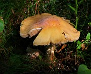 IMG_5934