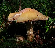 IMG_5942