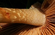 IMG_5950