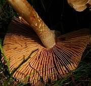 IMG_5952