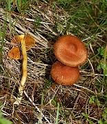 IMG_1029