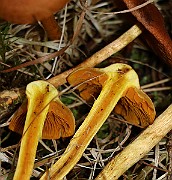 IMG_1032