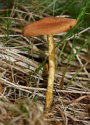 IMG_1035
