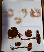 IMG_1115