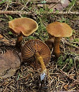 IMG_9891