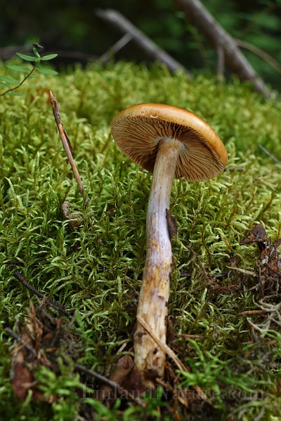 IMG_1065.JPG