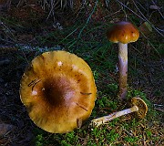 IMG_6208