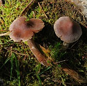 IMG_0345