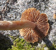 IMG_0350