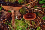 IMG_1196