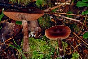 IMG_1196b