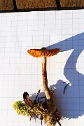 IMG_1332