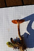 IMG_1333