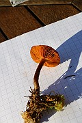 IMG_1334