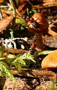 IMG_2406b