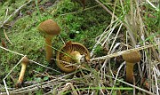 IMG_0006