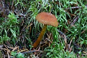 IMG_2387
